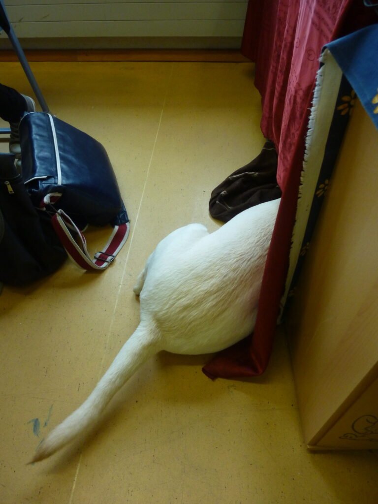 Nala schläft in der Schule