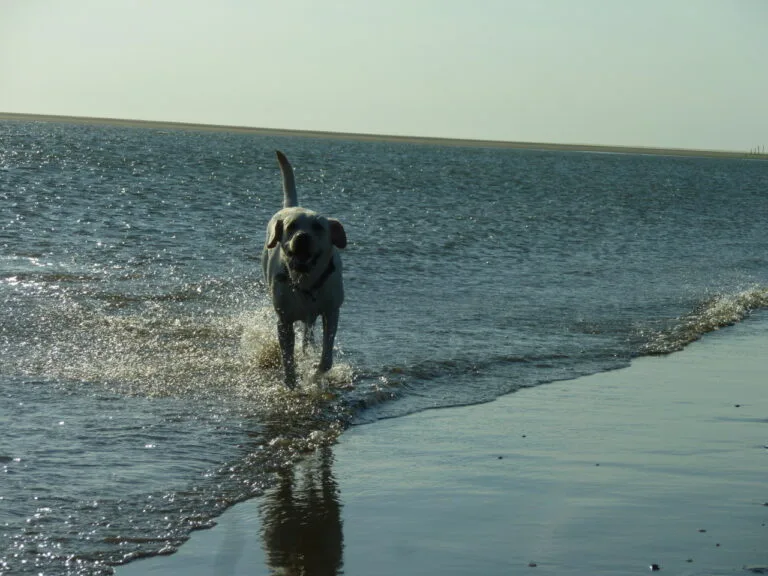 Nala am Meer