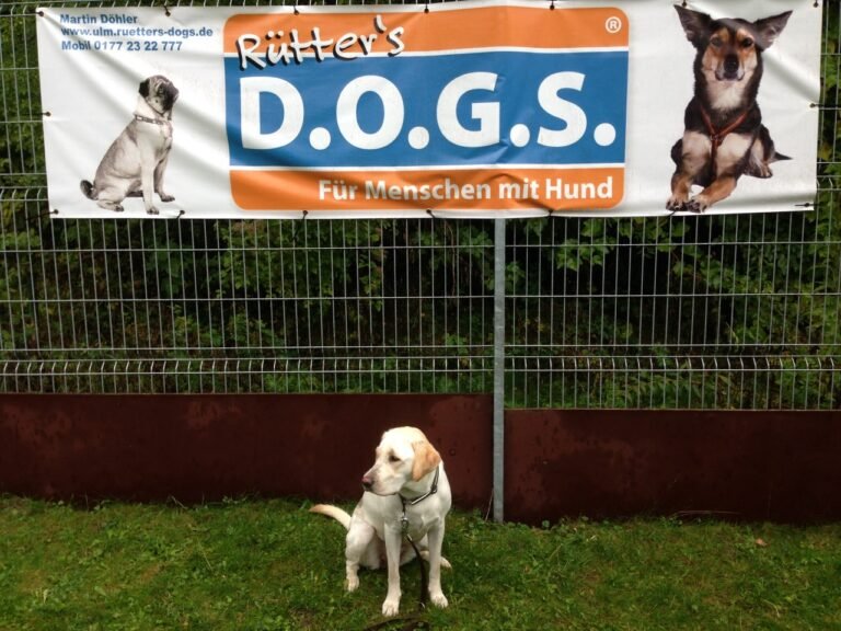 Nala beim Hundetraining