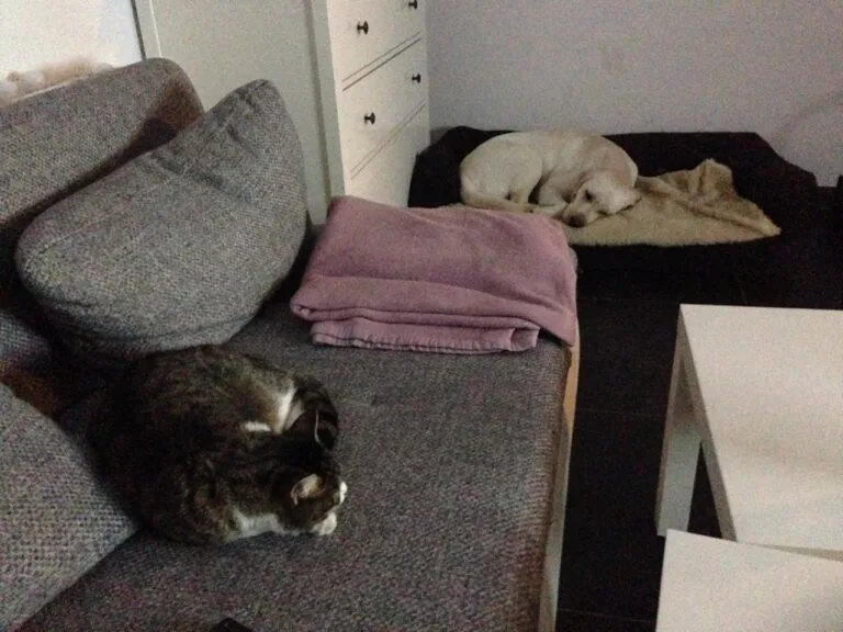 Nala langweilt sich