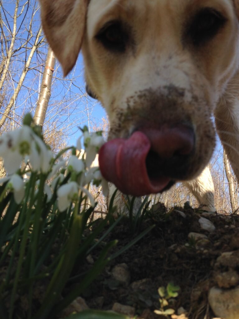 Endlich Frühling und ich kann wieder durch die Wälder und Wiesen toben.