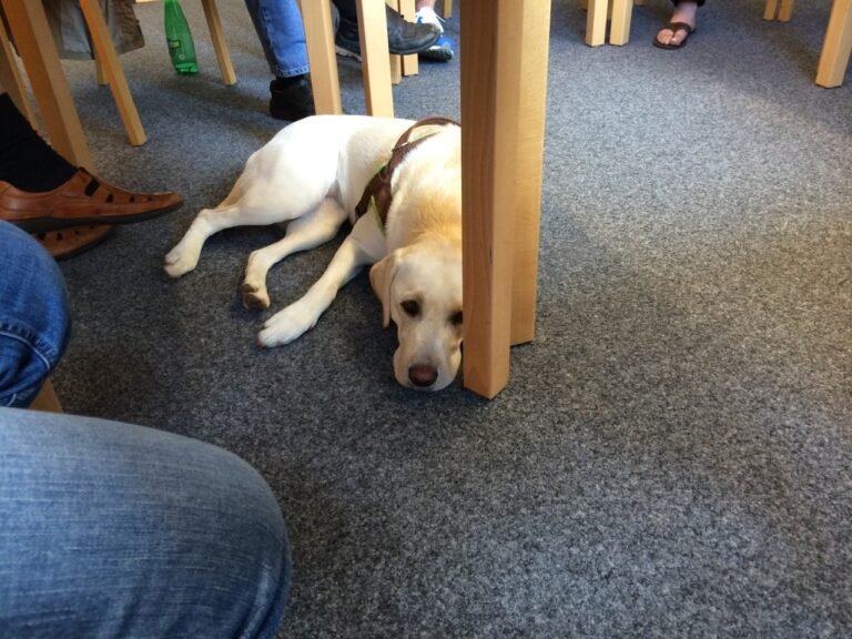 Nala ist im nächsten Jahr auch wieder da!