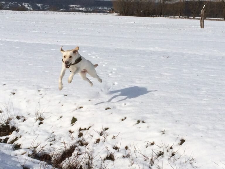 Nala liebt Schnee