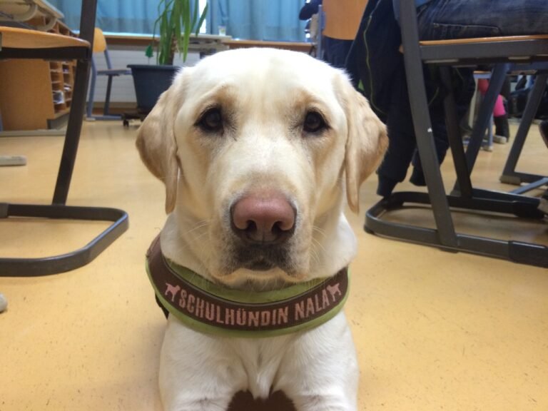 Nala grüßt die Klasse 6 und 5