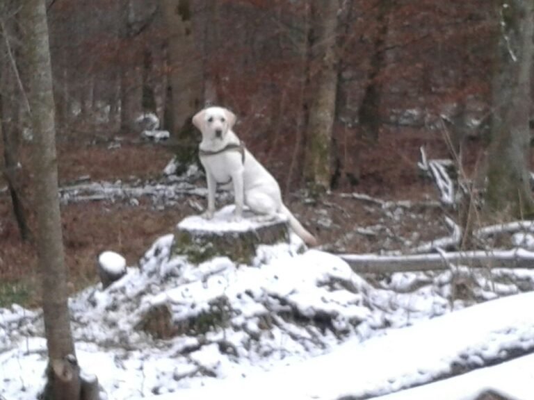 Nala im Wald