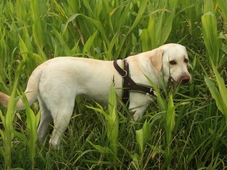 Nala auf dem Weg zum Bürgersee
