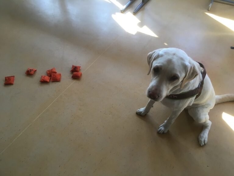 Nala lehrt / lernt Mathe