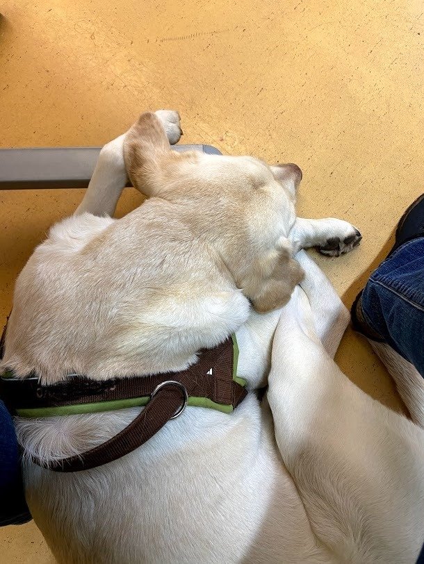 Schulhundnala – Pause nach dem Einsatz