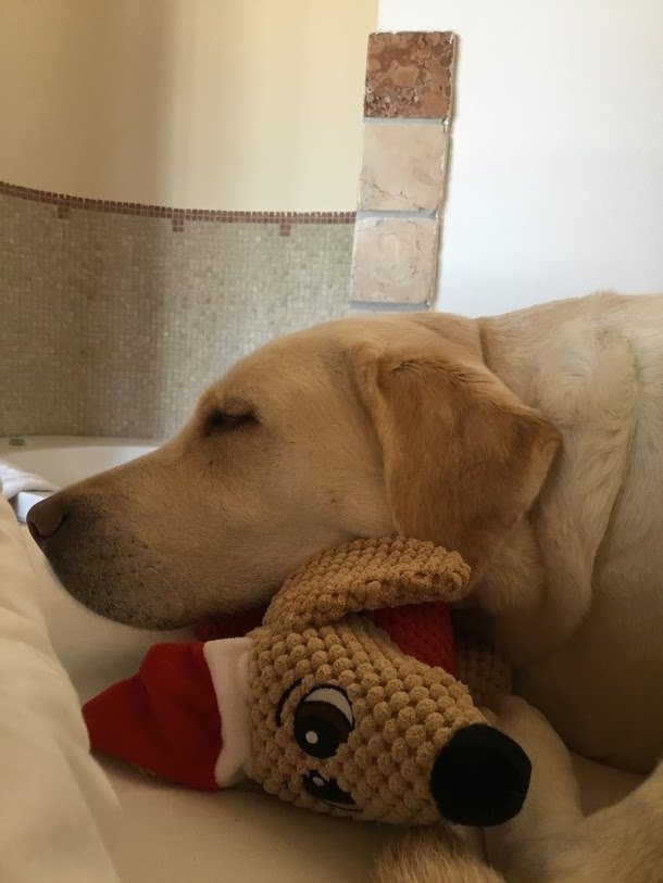 Nala erlebt Corona – Langweilig!