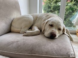 Nala lässt es gemütlich angehen